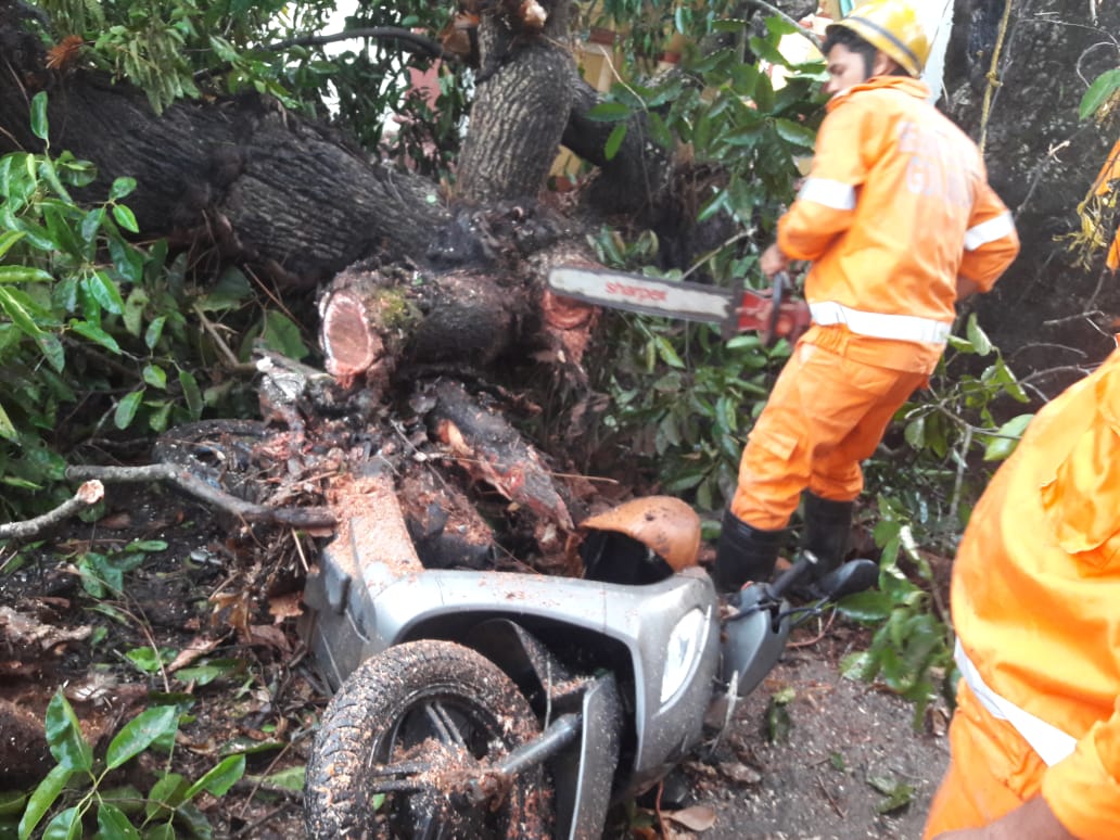 2 vehicles damaged in   tree fall at Korgao