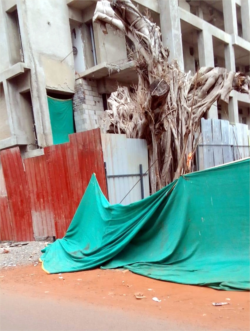 Calangute locals rally to protect replanted tree from developers