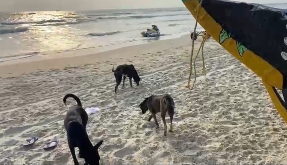 Stray dog menace on beaches going out of hand, govt intervention sought