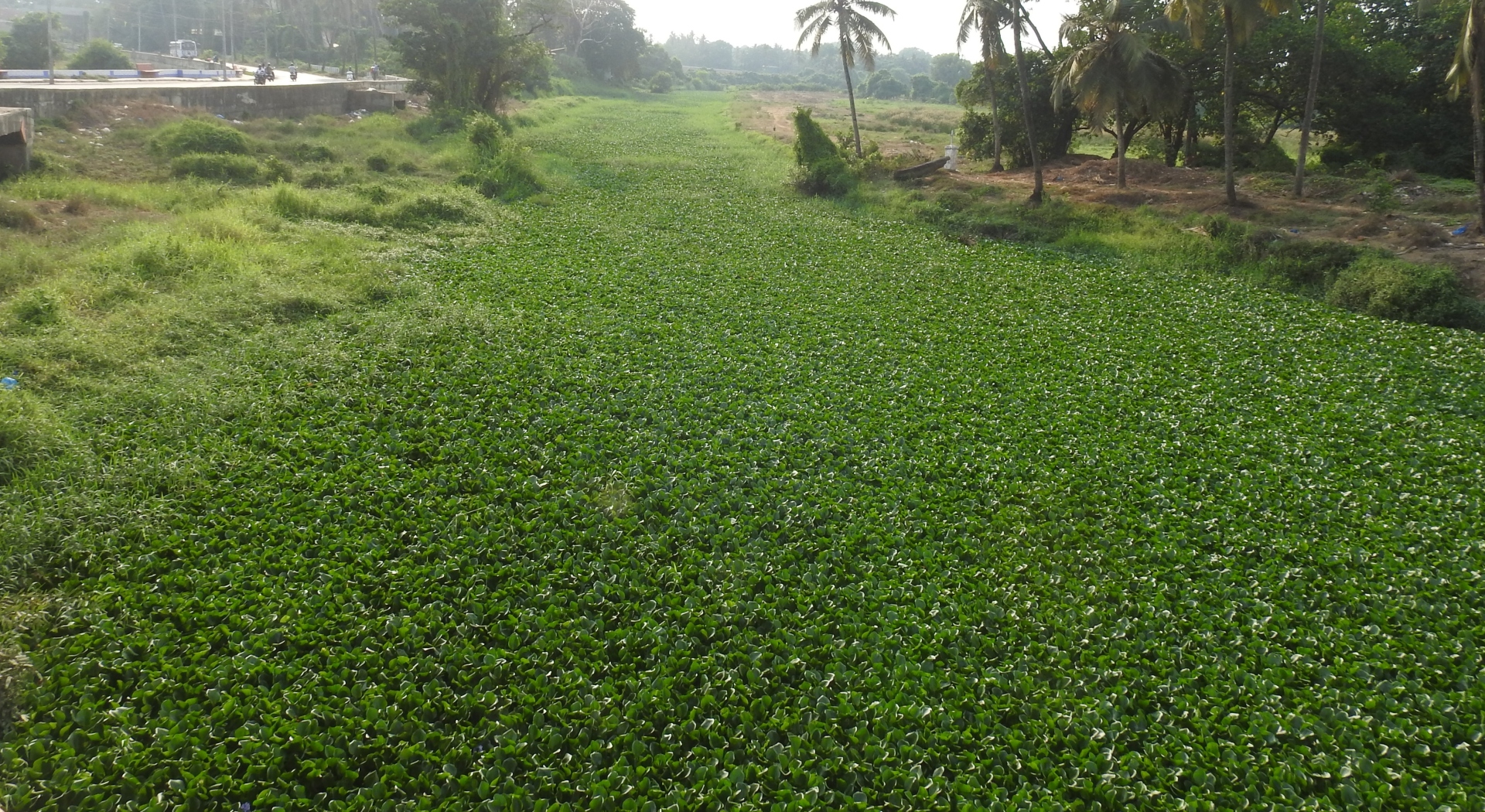 De-weeding of Sal   river gets underway
