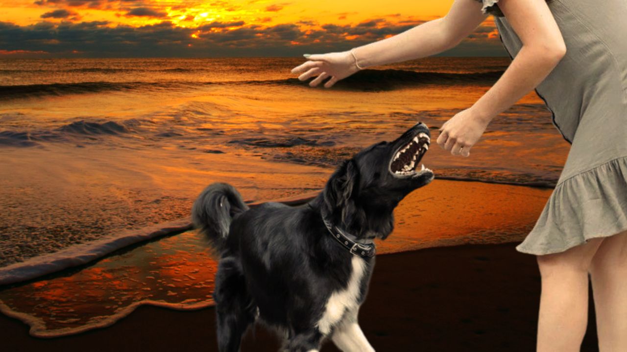 ﻿Bollywood Actor among several attacked by stray dogs