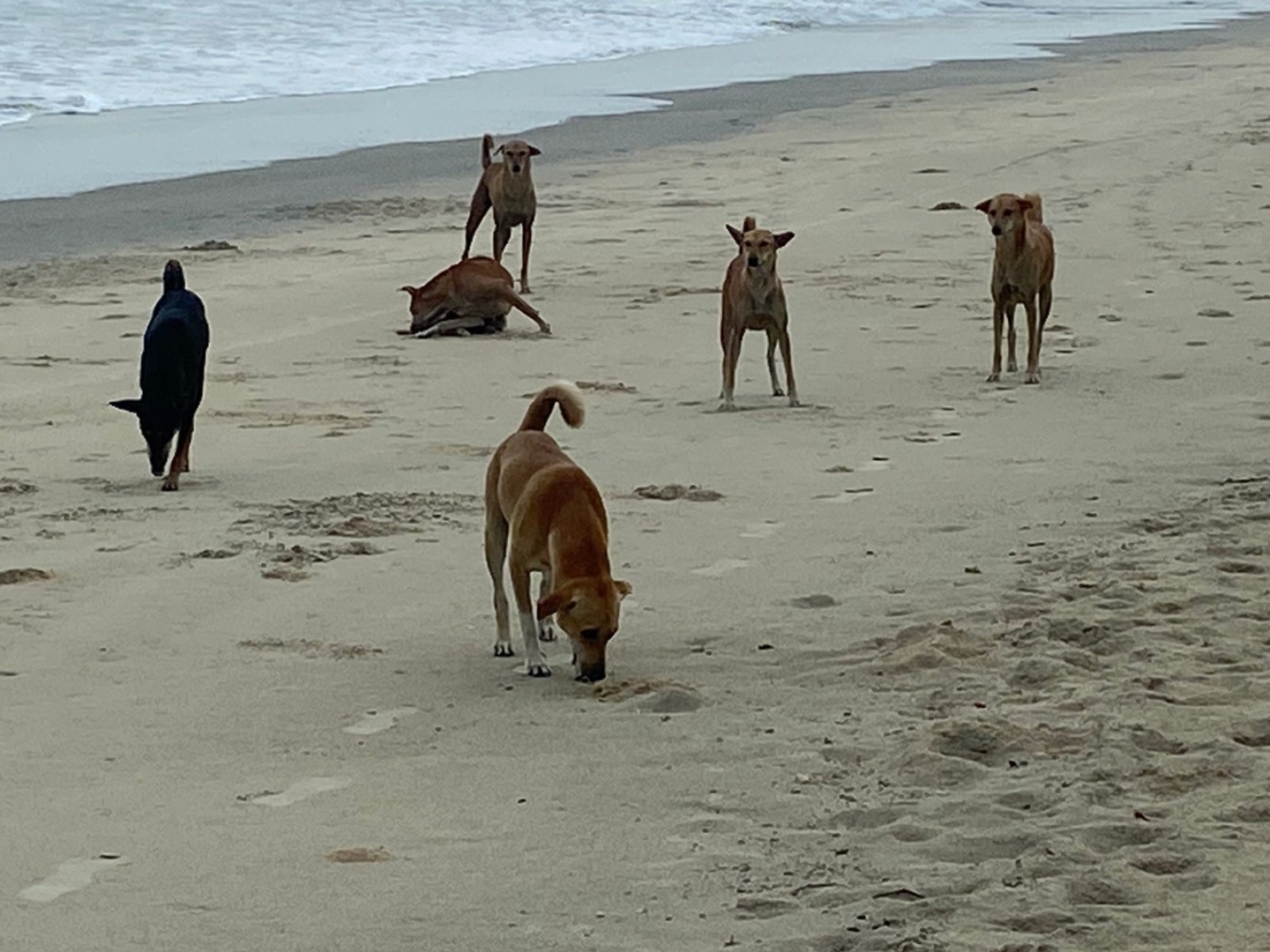 The Goan EveryDay: Another tourist injured as strays attack her at Benaulim beach