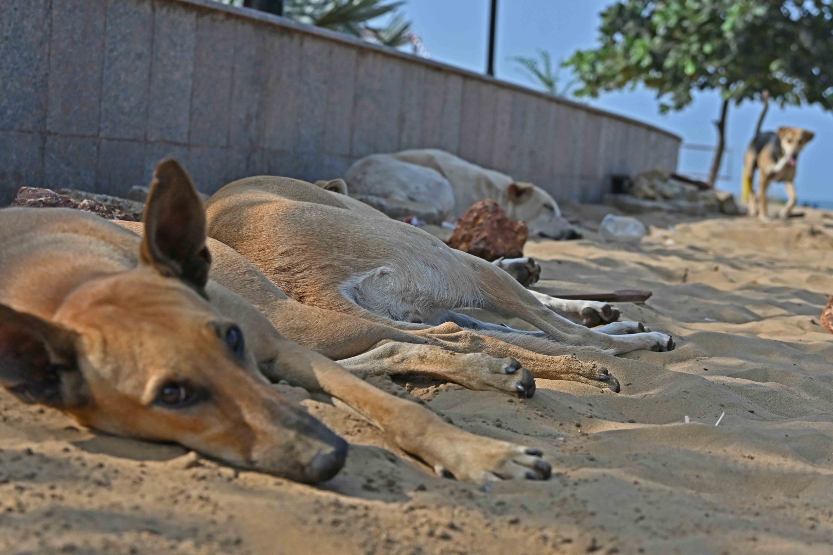 GROWLING FEAR OF STRAYS ALONG COAST
