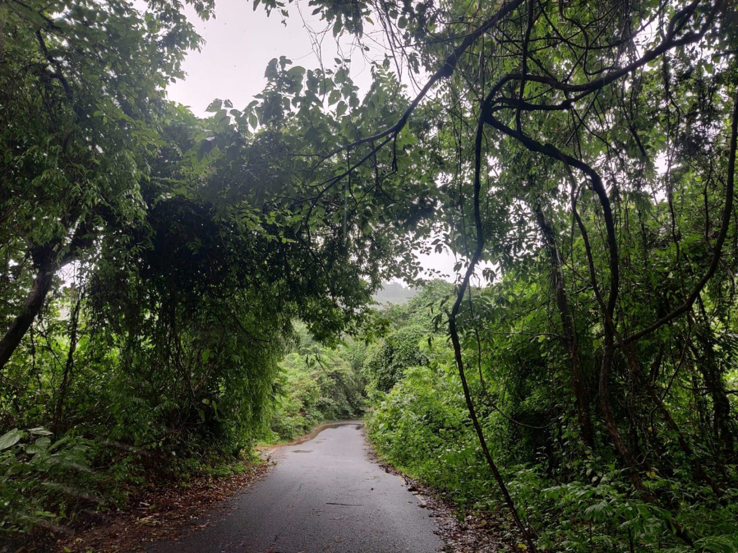 Overgrown bushes pose safety risk along Selaulim dam route