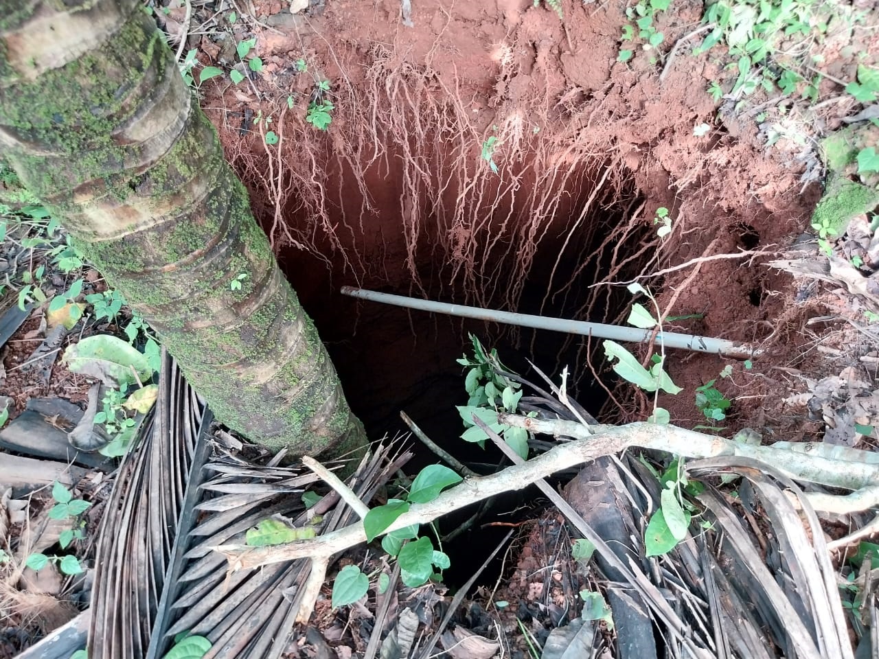 Coconut tree sinks into ground amidst heavy rains in Canacona