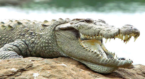 ﻿Goa’s mugger deserves ‘state reptile’ status