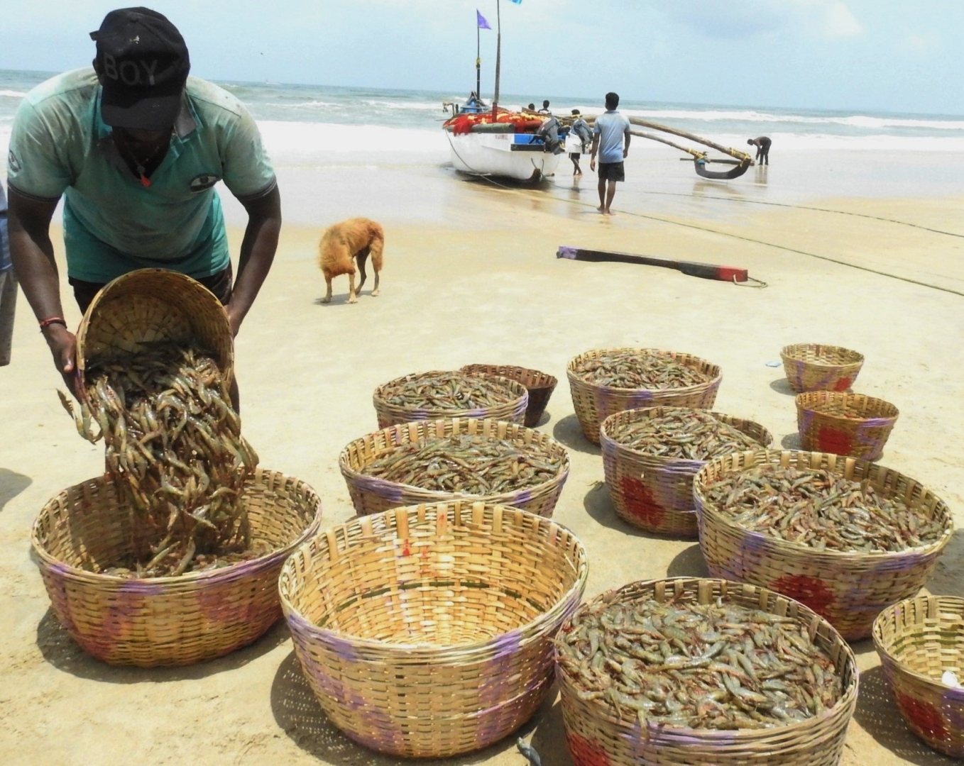 Hunt begins for solar shrimp, but fishermen worry over rate