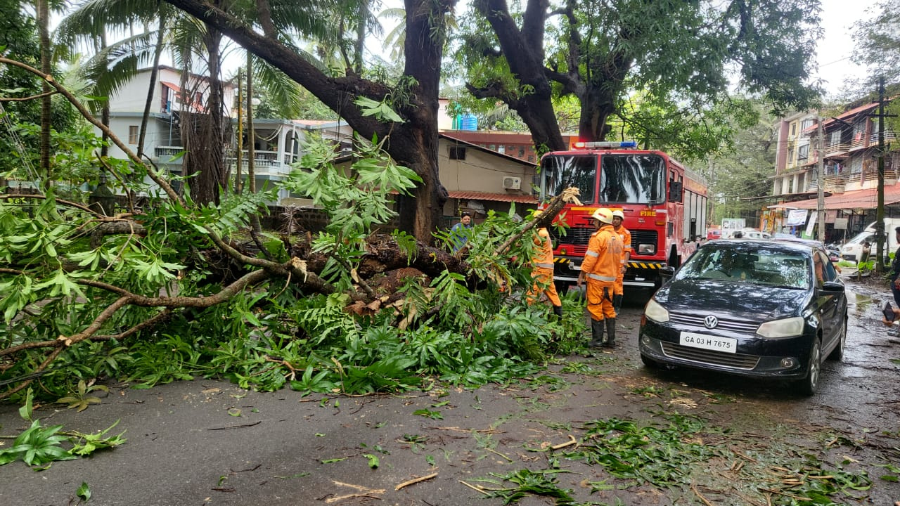Biker narrowly escapes as massive tree falls in St Cruz