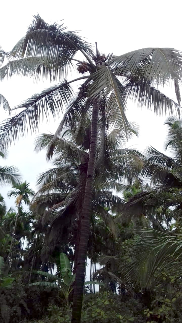 Disease, pests destroying coconut trees in Sanguem