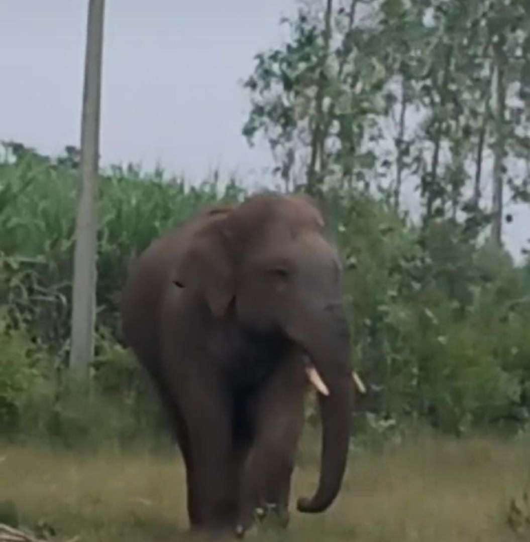 K'taka Forest Dept acts to address rising elephant menace in Khanapur
