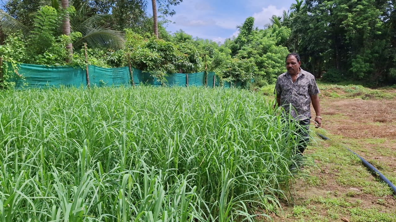 Sweet dreams turned sour: Sanguem cultivators face an uncertain future