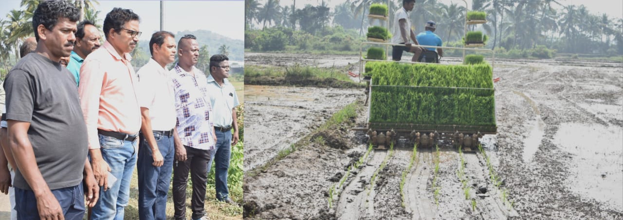 Nuvem farmers revive another  30,000 sqm of fallow fields