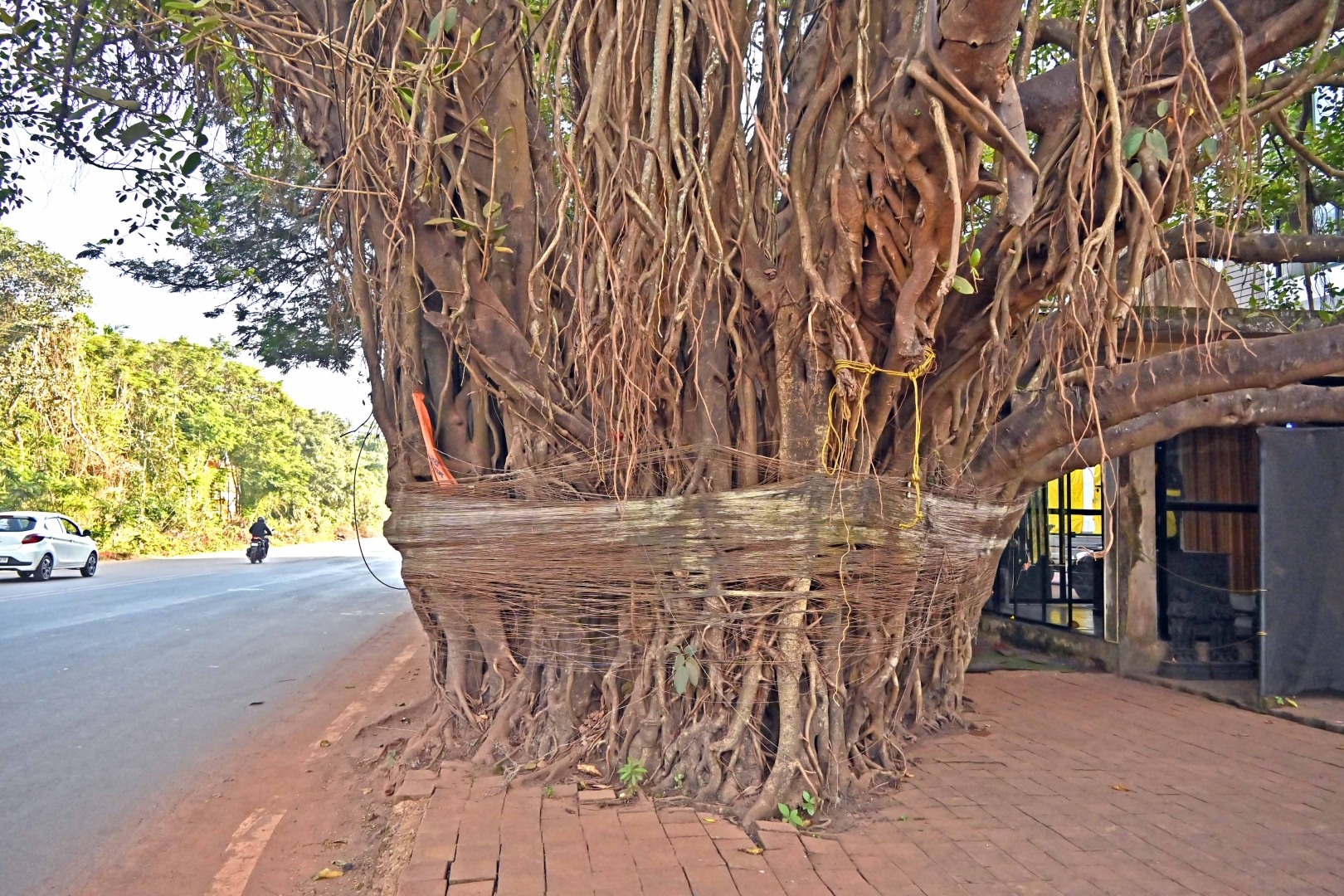 Porvorim corridor: Five trees relocated;  PWD plans translocation of banyan tree