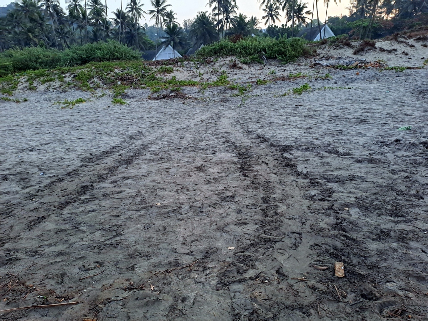 Ecstatic over turtle eggs on Vagator beach, Anjuna residents renew push for nesting site status