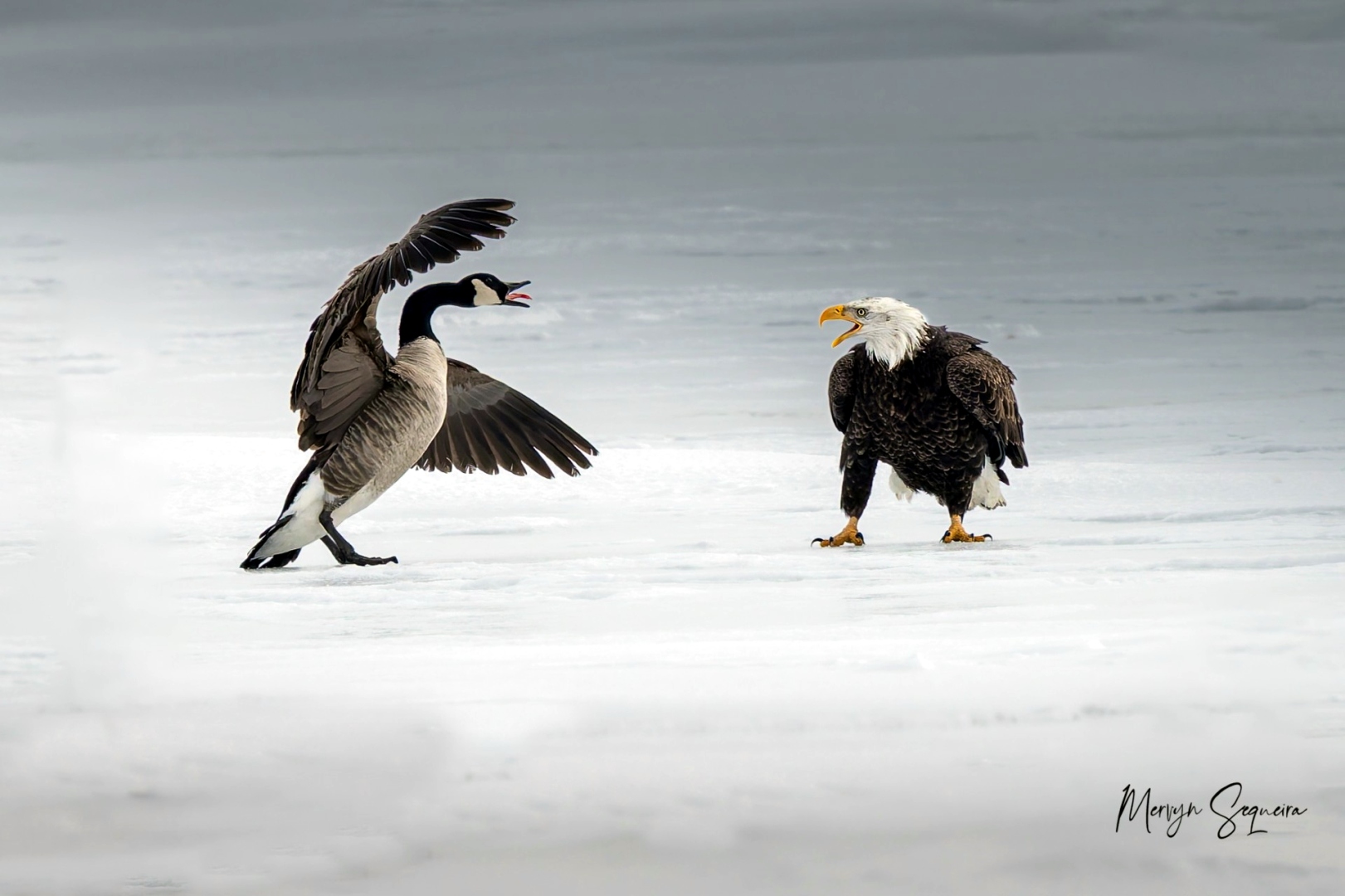 Goan photographer gets acclaim for capturing rare duel in Canada