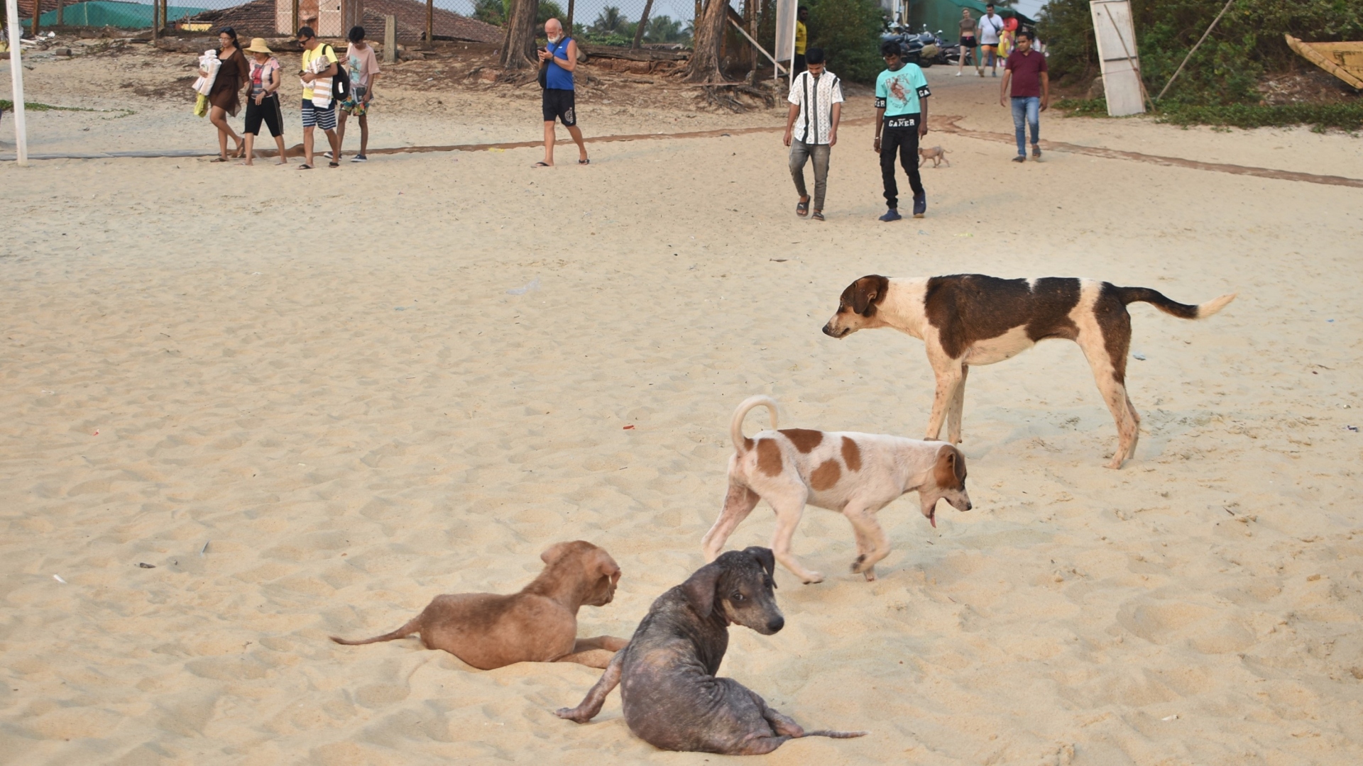 ﻿Coastal belt sterilisation camp to begin at Colva today