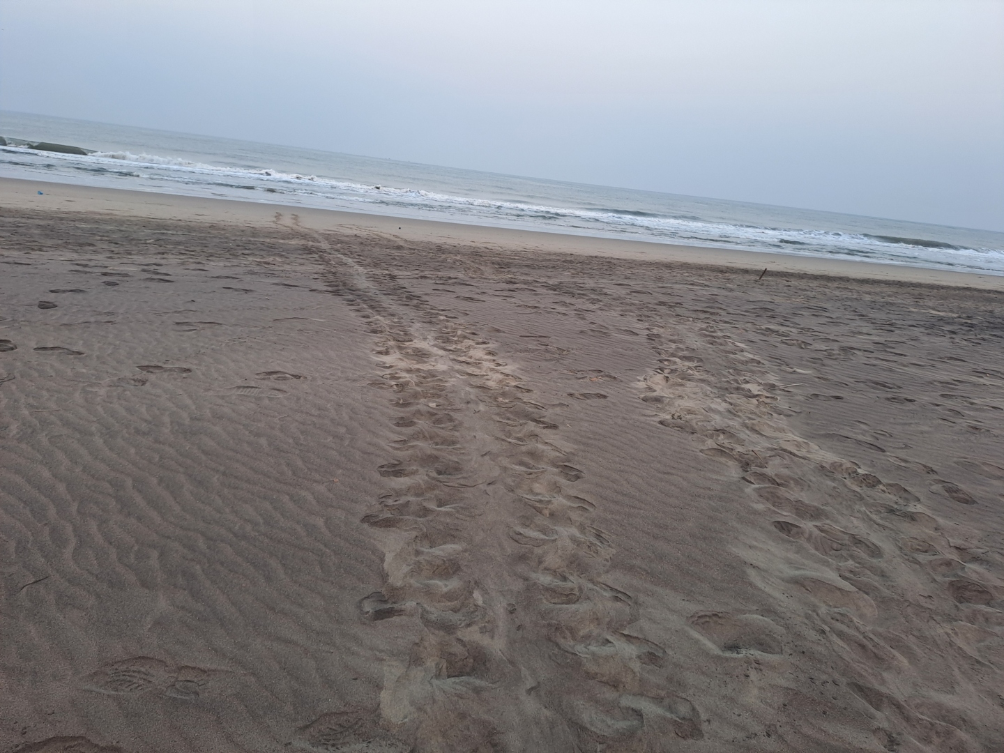 Olive Ridley turtles return in record numbers at Vagator