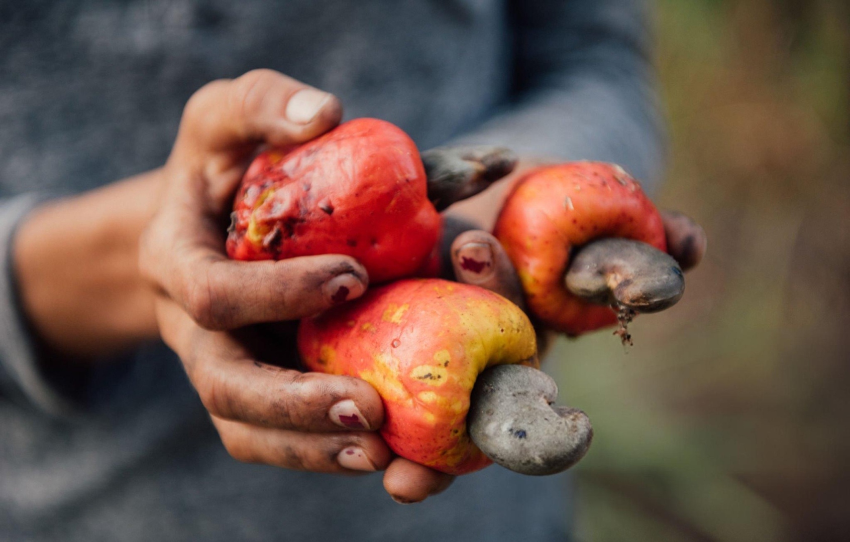 SPOTLIGHT | CASHEW CRISIS: A SHRINKING HARVEST