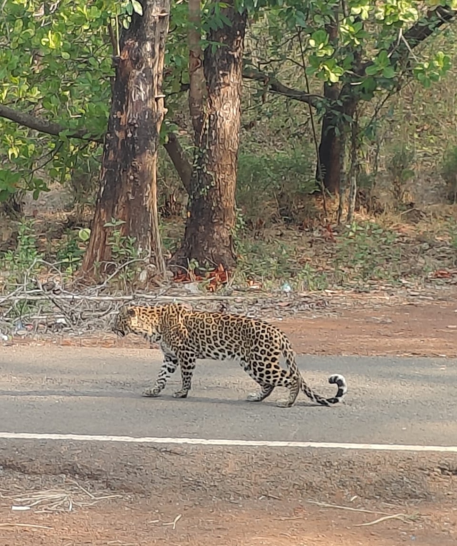Leopard roams on street in Sanguem, later picked up by forest department