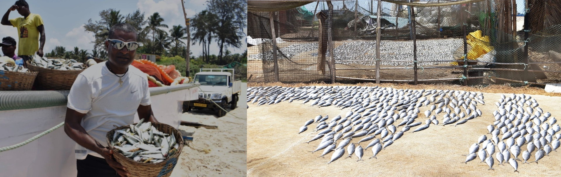 Benaulim fishermen net   baskets of  big sardines