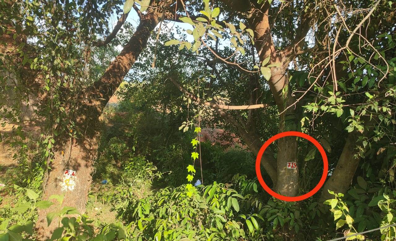 Hundreds of trees to face   axe for NH66 expansion