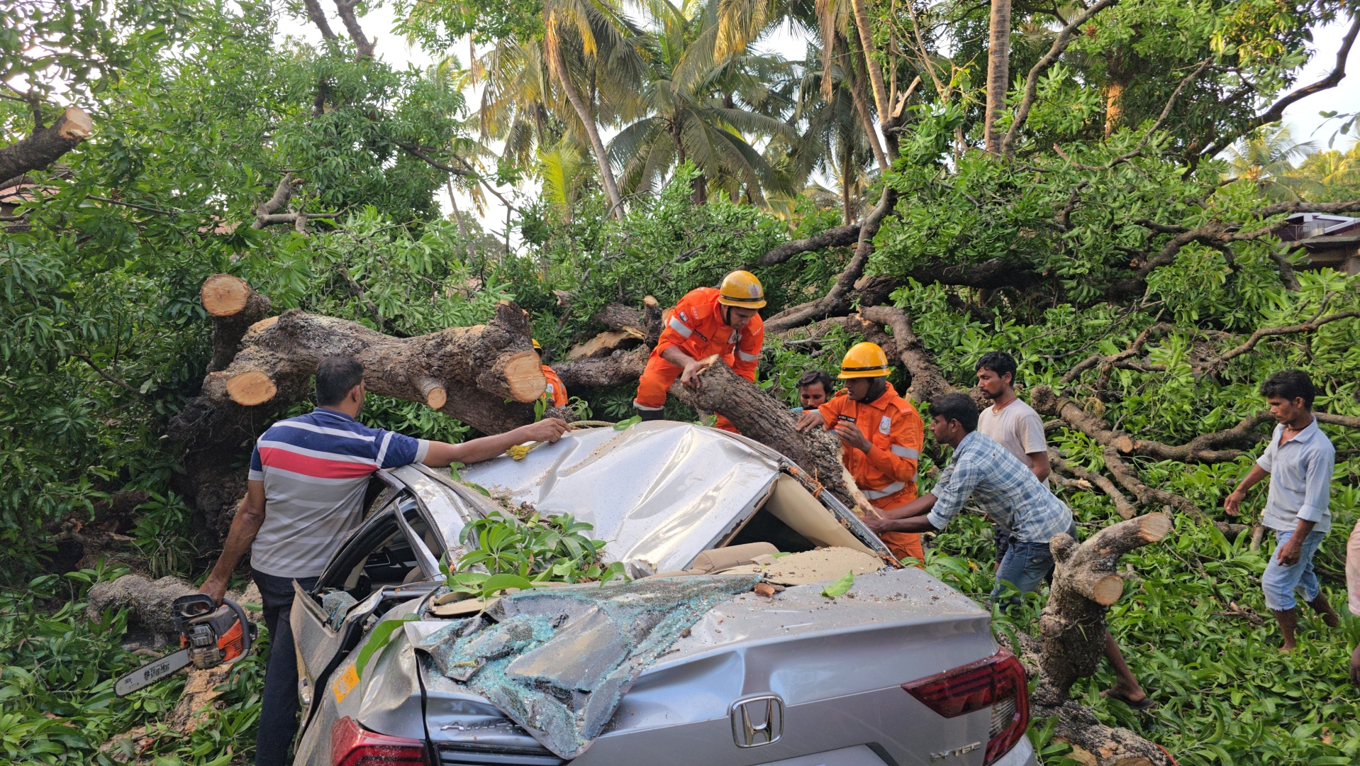 Tree falls in Mandrem, kills biker; 4-wheeler passengers escape unhurt