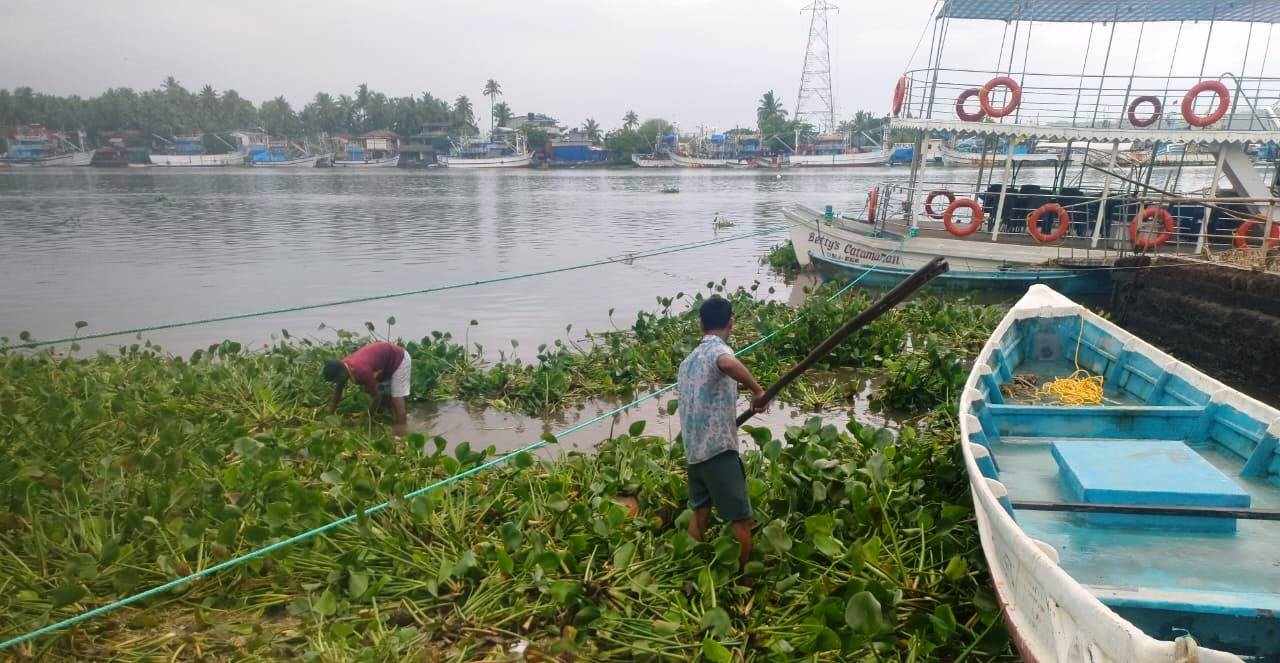 ﻿Water hyacinth washed to sea, chokes Cavelossim and Mobor