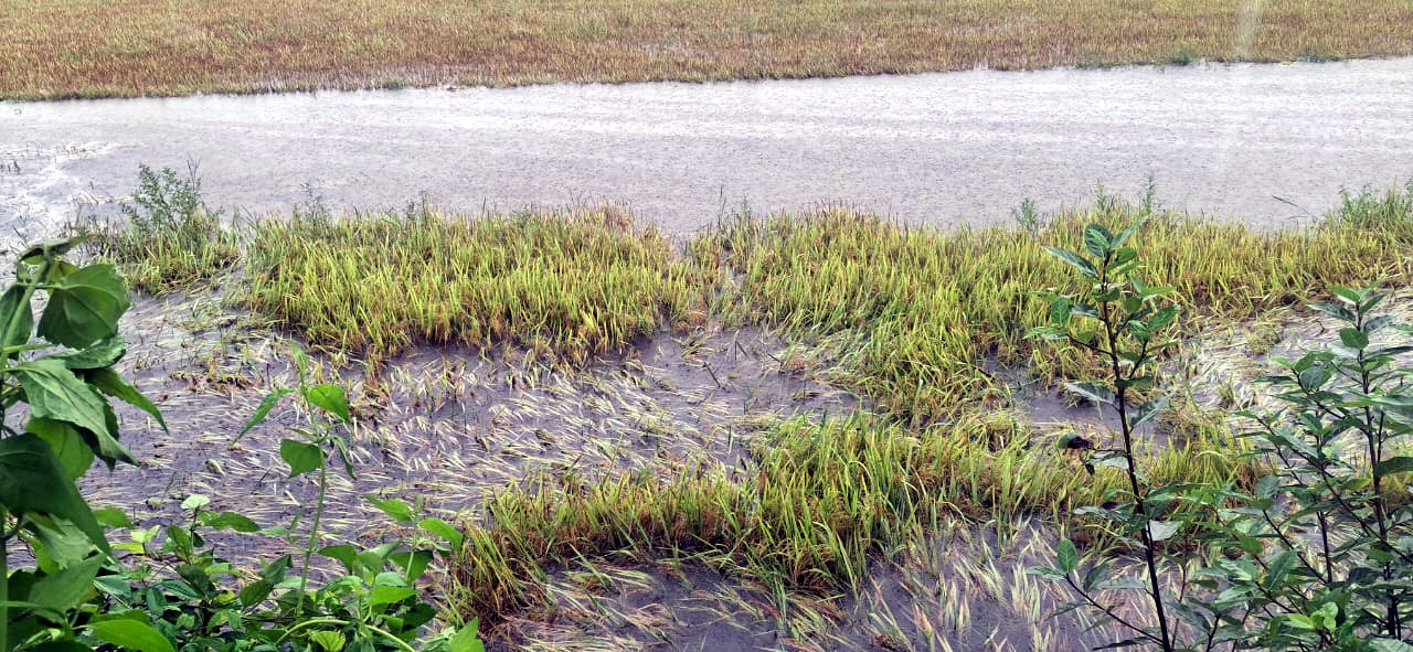Farmers decry release of water from Nanda Lake in Curchorem
