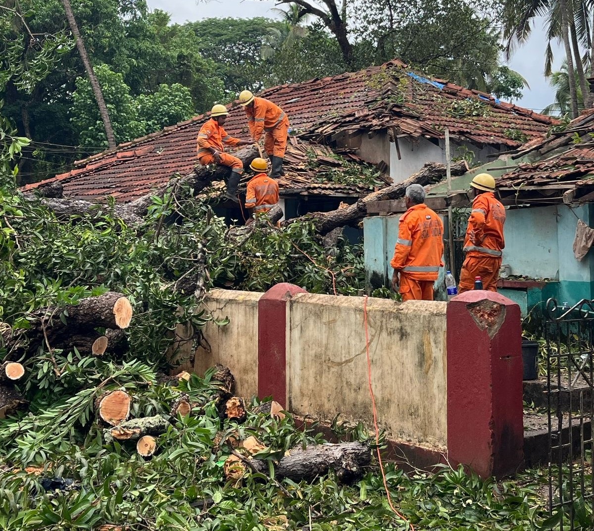 Mango tree falls on houses in Mapusa