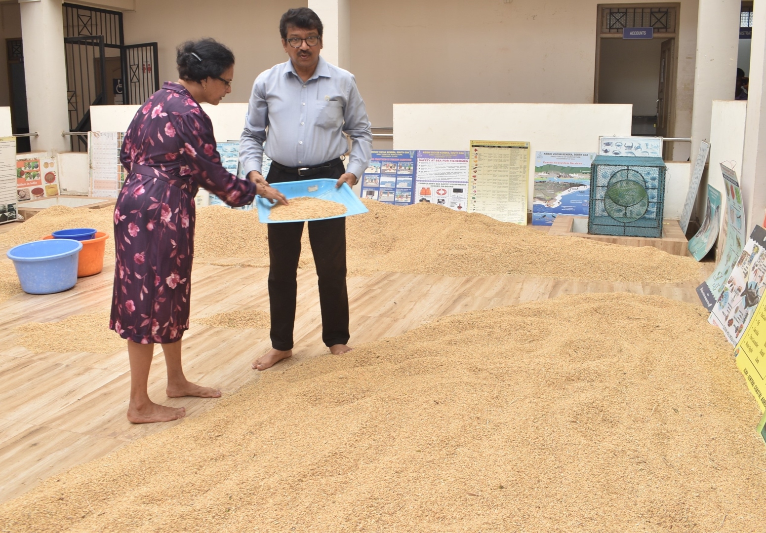 Push for high-yield paddy varieties in South Goa