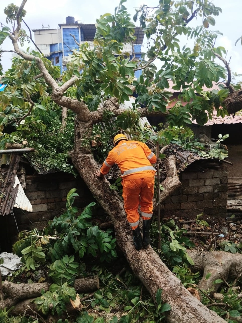 Tree fall incidents in Margao, Curtorim; property damaged
