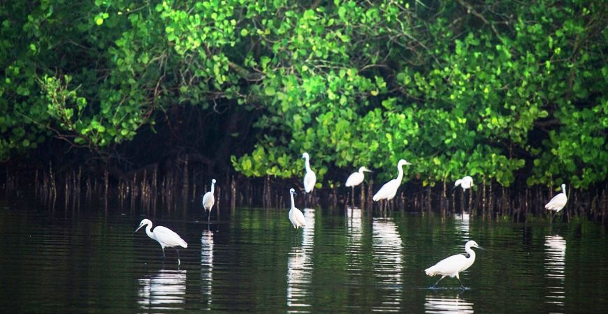 ﻿GIS-based fresh assessment of   mangrove cover proposed
