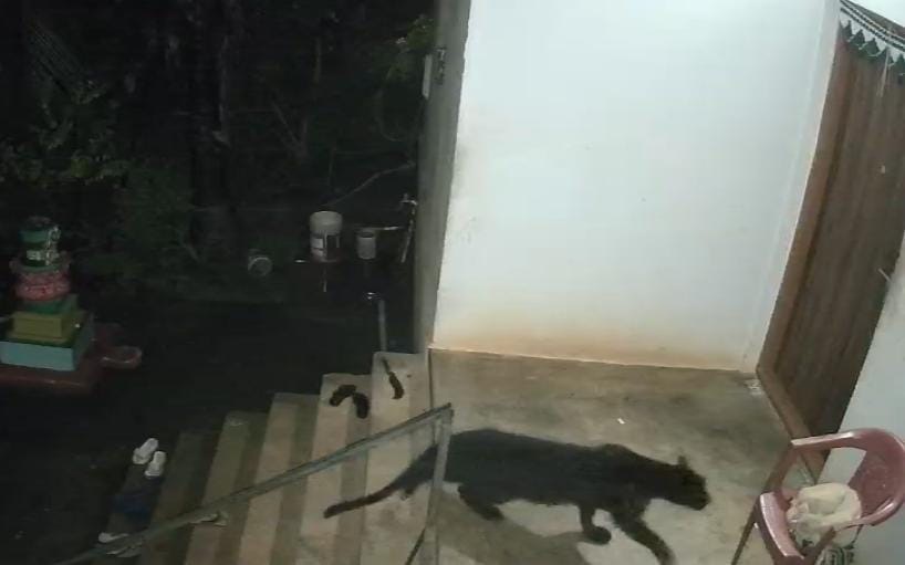 Black panther enters house in Mandrem, attacks pet dog