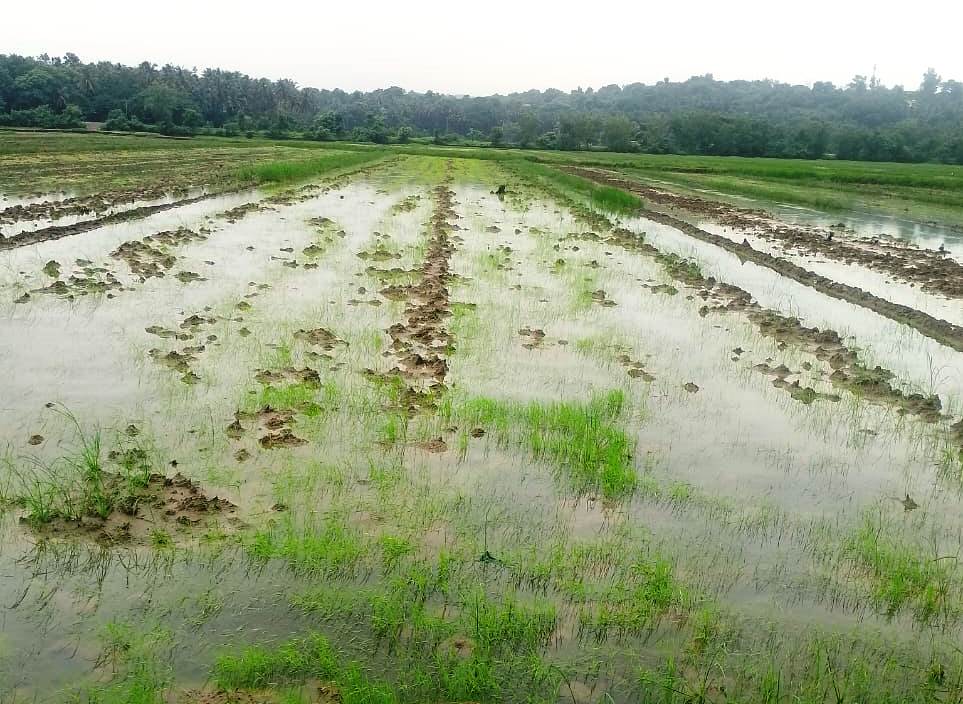 Loutolim farmers return to sow fields  being acquired for new Borim bridge
