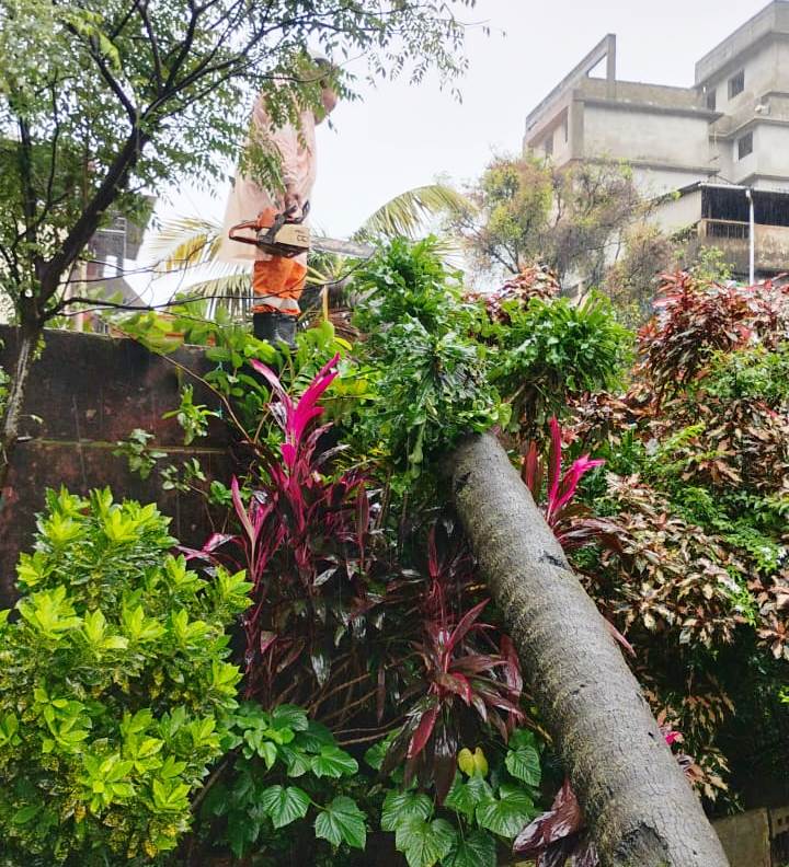 ﻿Uprooted trees keep Margao firemen busy amid heavy rain