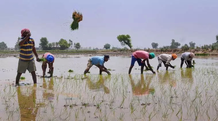 ﻿Unseasonal rainfall,   extreme temperatures  impacting agriculture