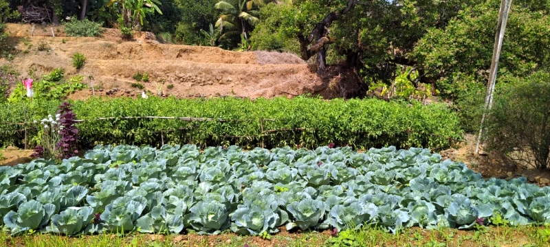 BRIDGING THE VEG GAP: WHERE GOA STANDS