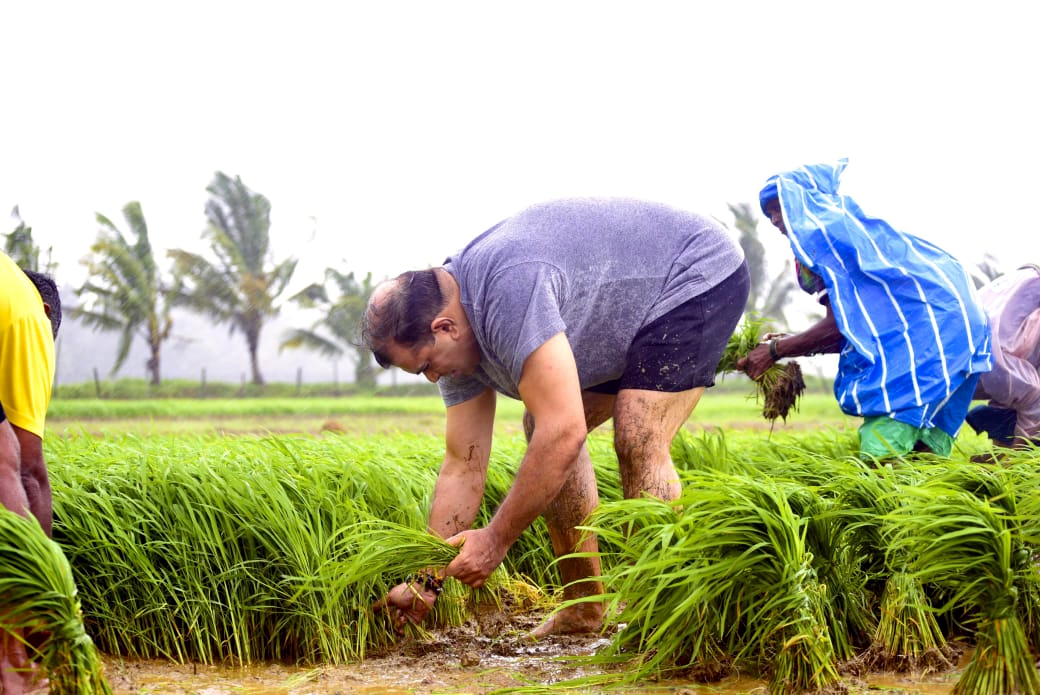 ﻿Khaunte joins farmers in paddy fields at Socorro