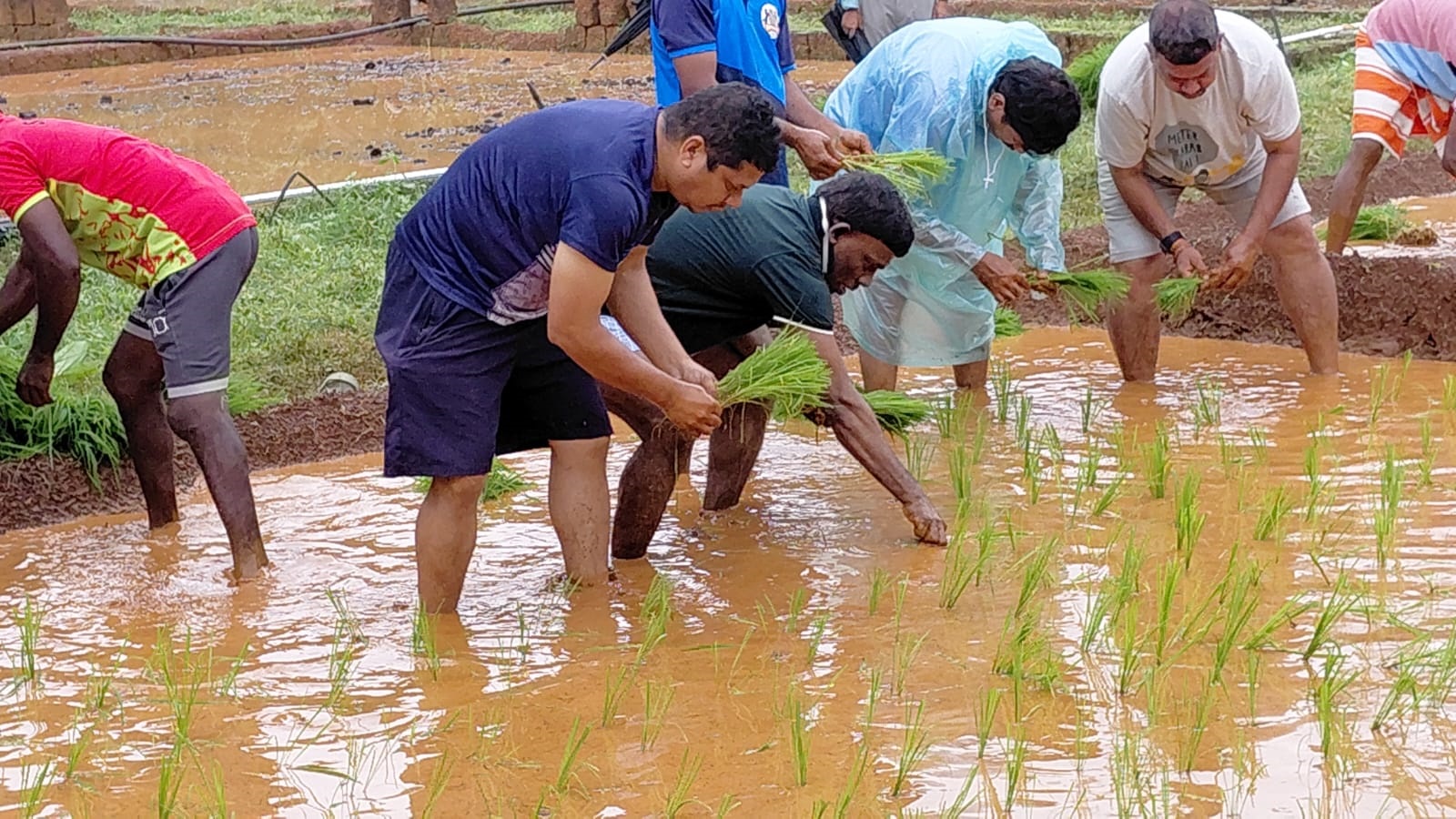 Speaker joins paddy planting to push farming revival in Canacona