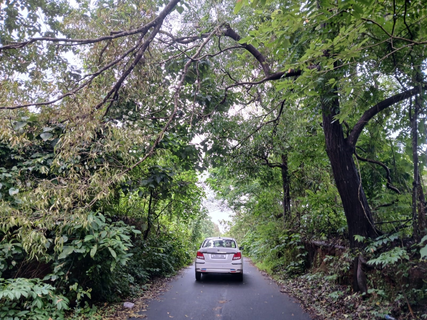 Overhanging branches block Costi-Sanguem road