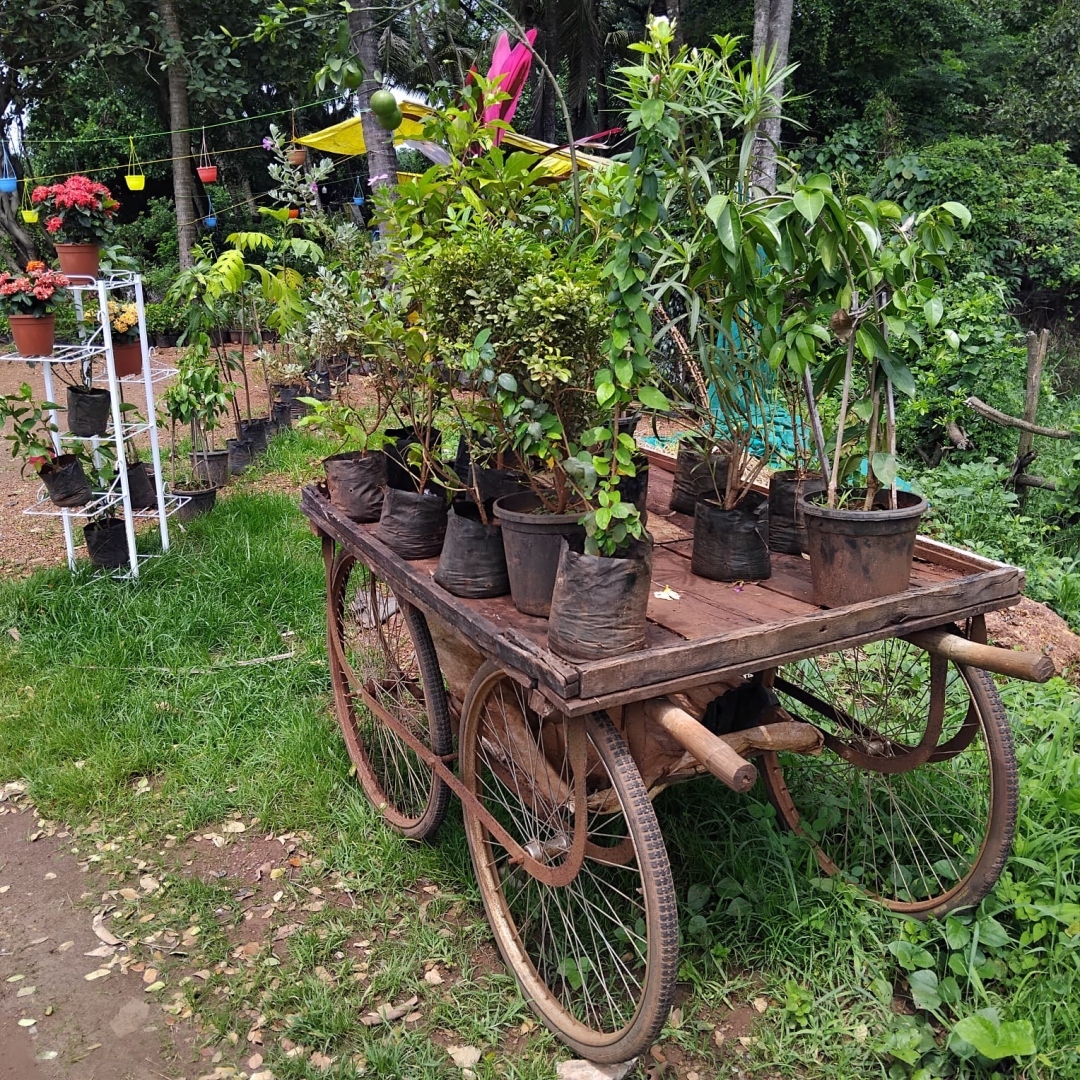 NGO demands action on illegal plant nurseries in Salcete