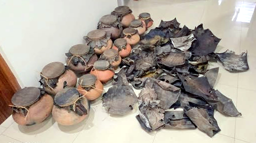 47 monitor lizard skins, 14 Ghumats seized in Mapusa