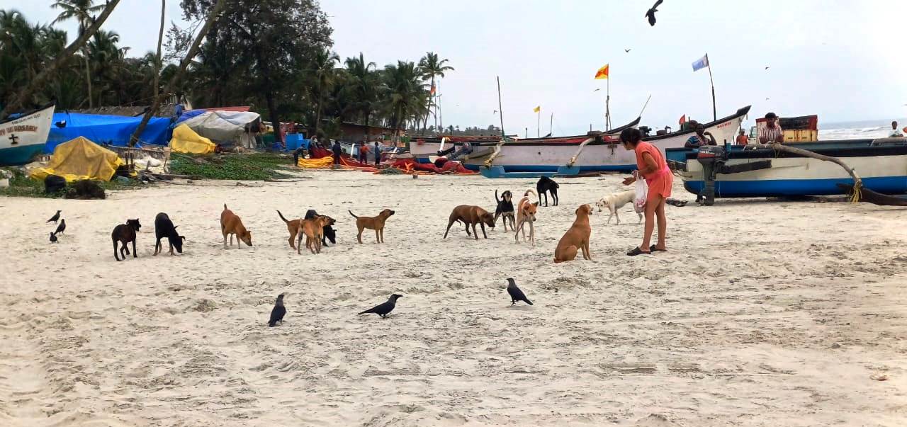 Calls grow for sustained action on stray dogs at Colva