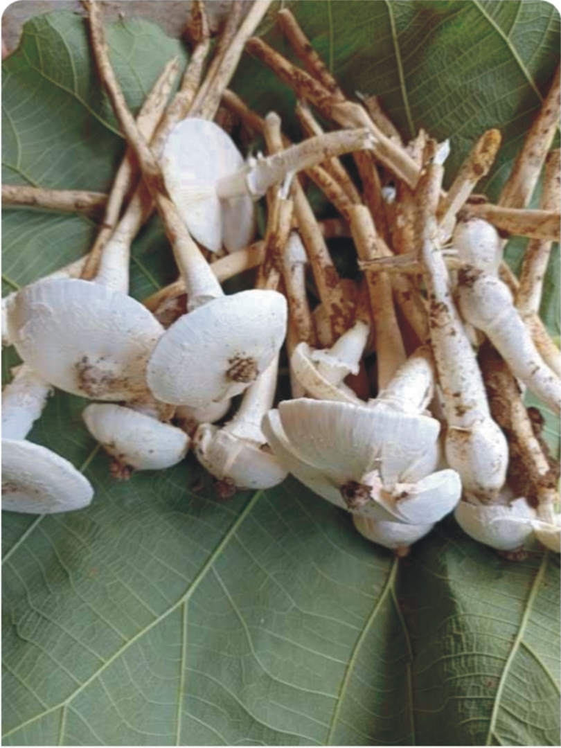 Anthill mushrooms: Stories from the forests and hills
