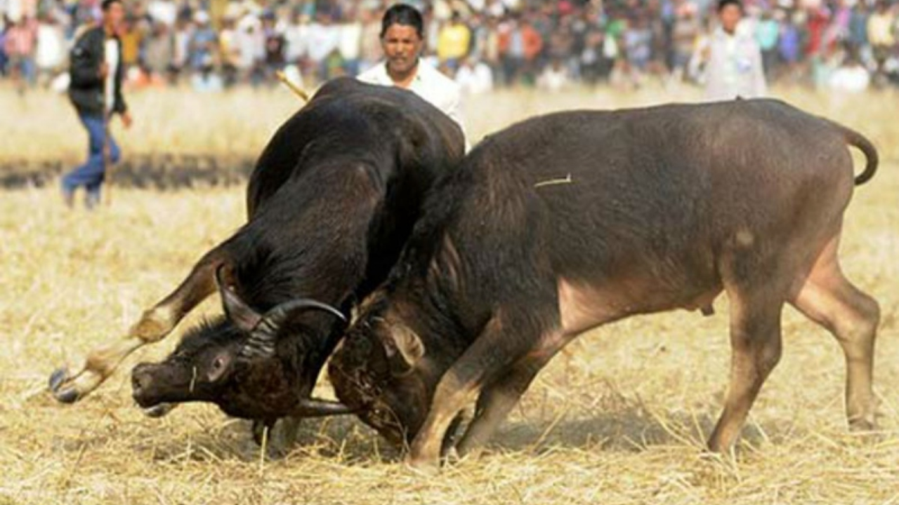 ﻿Goa govt makes microchipping of bulls mandatory to curb illegal "Dhirios"