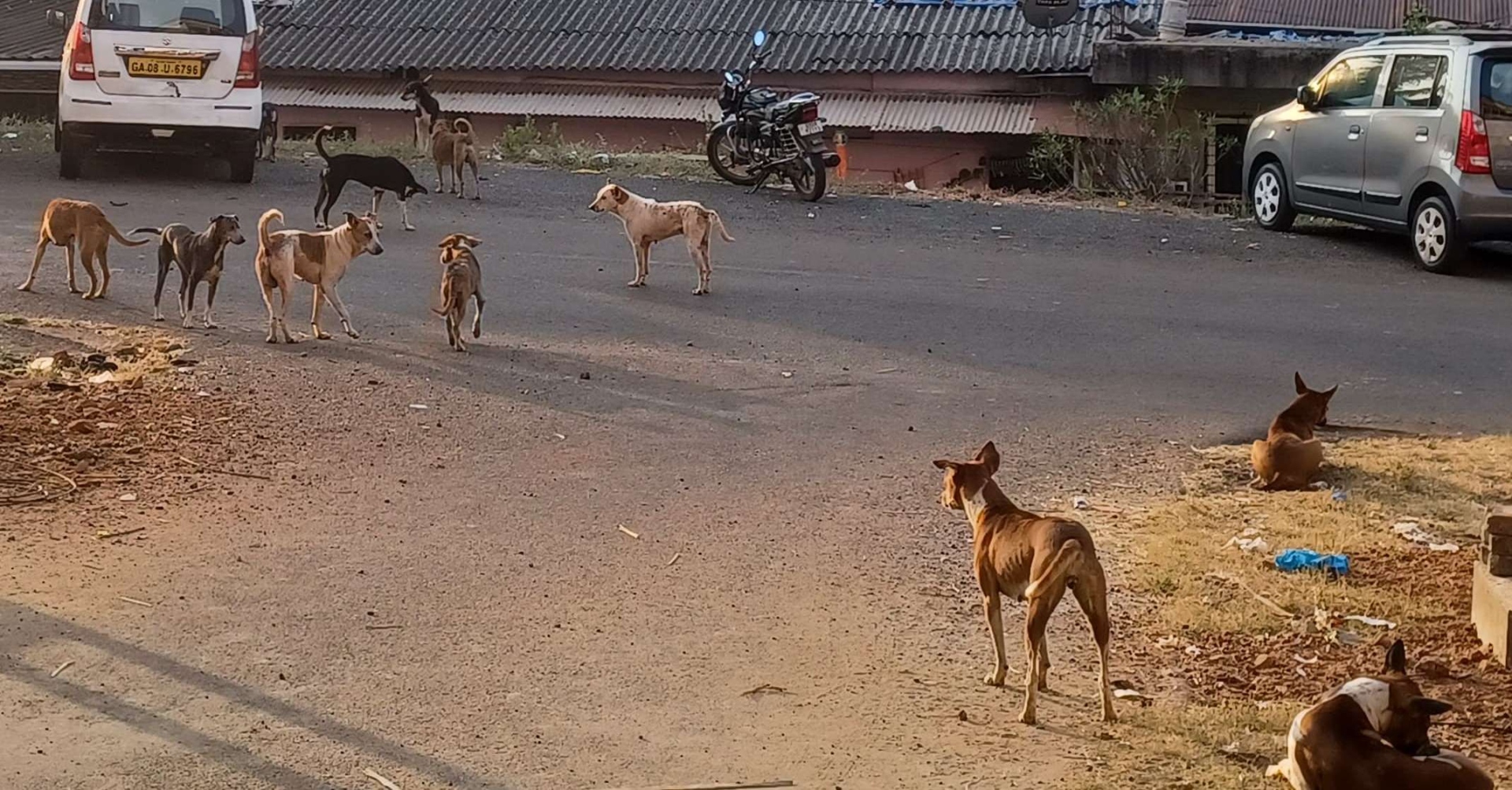 Stray crisis bites Margao as unpaid bills derail ABC prog; civic apathy blamed
