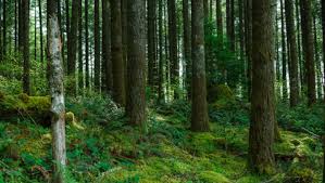 ﻿Private forest land may be used to  raise compensatory afforestation