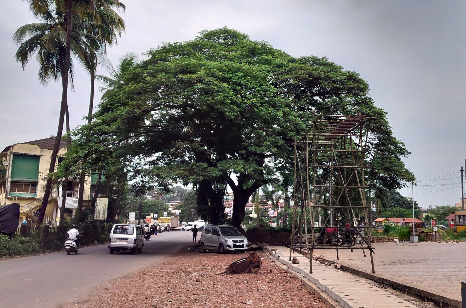 Leaf it alone! Mapusa’s 40-year-old rain tree survives axe