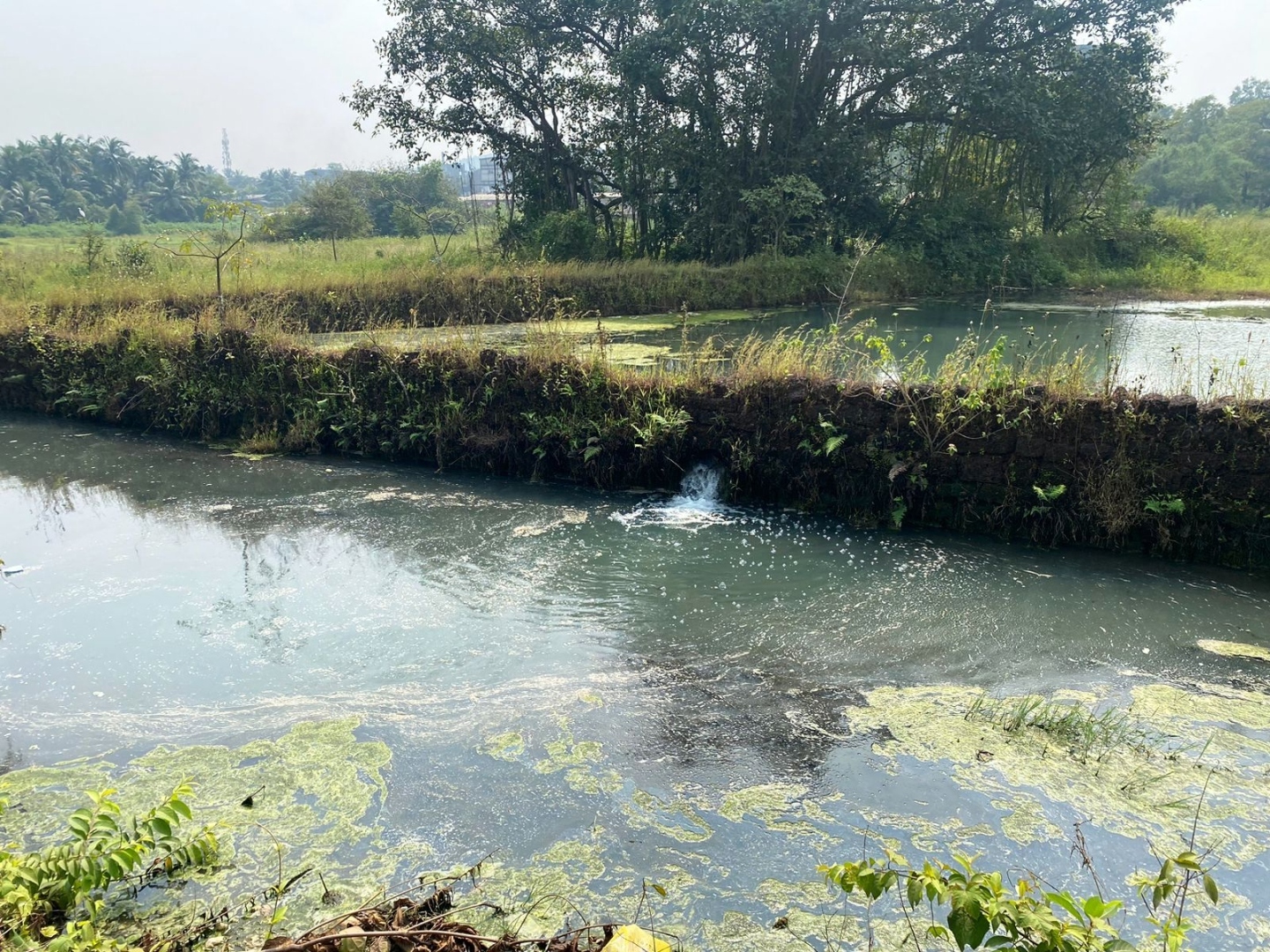 Cuncolim locals choke on stench and toxic discharges of fish units at industrial estate