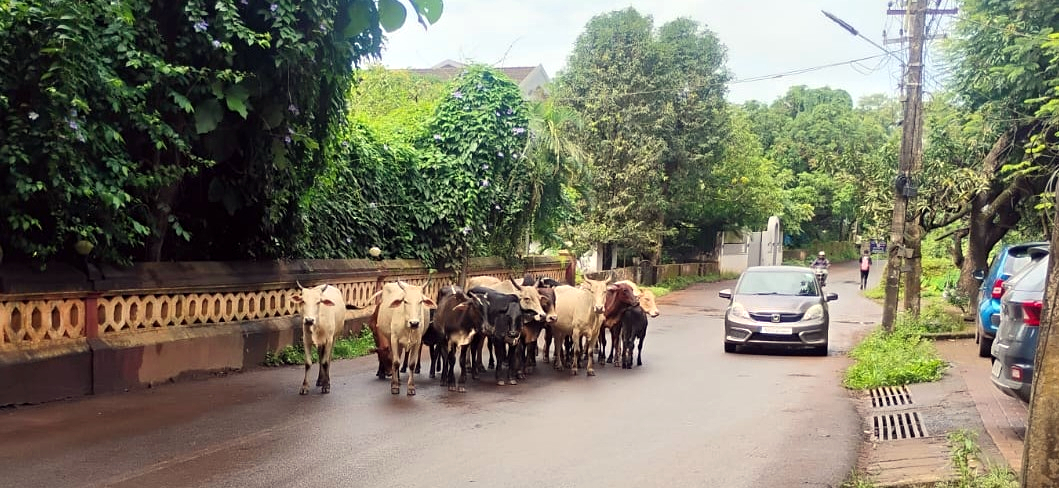 Beyond potholes: The unending struggle with stray cattle on Goan roads
